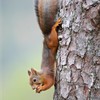 Red Squirrel (Sciurus vulgaris) scaling down pine trunk. Norway. September 2005